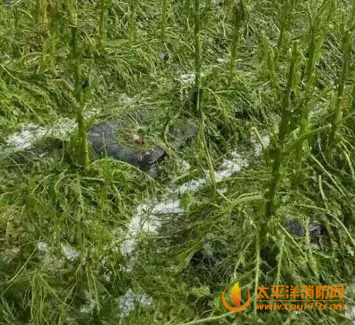 云南昭阳突降冰雹致农作物大面积绝收