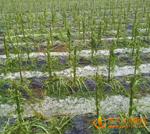 云南昭阳突降冰雹致农作物大面积绝收